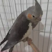 عروس هلندی نروماده مولد