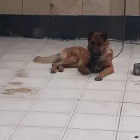 سگ ژرمن