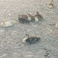 جوجه اردک اسرائیلی و قوغاز