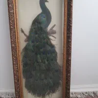 تابلوی طاووس