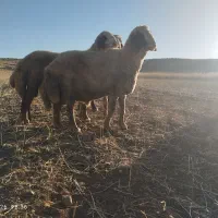 ورن سنجابی نازار
