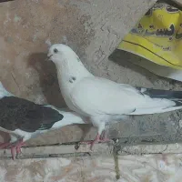 یک جفت کفتر نر