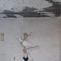 کفتر طوقی کلاهی