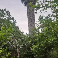 پالم واشنگتنی