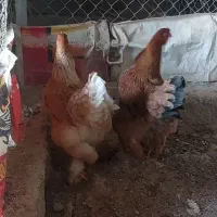 مرغ برهما درحال تخم