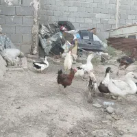 مرغ و خروس گلین