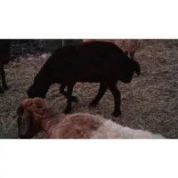 شیشک هترو قره قزل