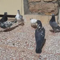 کبوتر|پرنده|شاهین‌شهر, گزبرخوار|دیوار