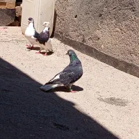 یک جفت کفتر با یک عدد تک