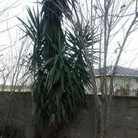 گل یوگا