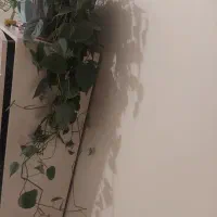 گلدان پتوس سرحال و پرپشت