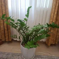 گل زیبای زاموفیلیا