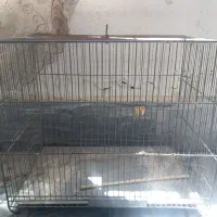 کبوتر قفس