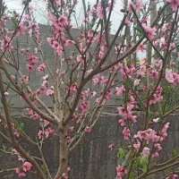 سیم کارت دائمی خط یک قدیمی