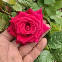 گل رز 12رنگ|گل و گیاه طبیعی|اردبیل, |دیوار