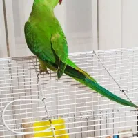 ملنگو چهار ماهه