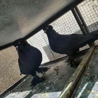 کبوترراعبی سفید مشکی