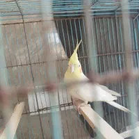 عروس هلندی ، خیلی نو