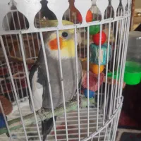 عروس هلندی یکساله نر
