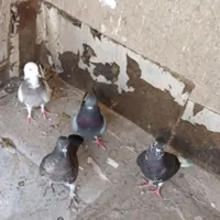 کفتر