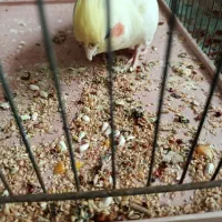 3عددعروس هلندی اهلی