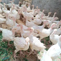 بوقلمون یک ماهه