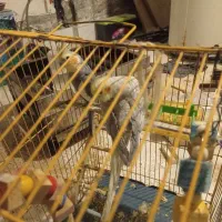 عروس هلندی جفت بالغ