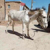 خر یا الاغ ماده جوان