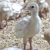 جوجه بوقلمون بیوتی