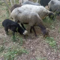 میش و بره شال افشار