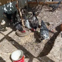 مرغ سلطان و لری