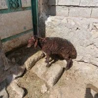 1عدد قوزی نر برای فروشی وزن 18کیلو