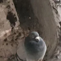 کفتر