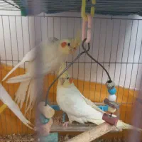 ۳ عدد طوطی عروس لوتینو کاملا سالم