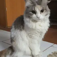 گربه گمشده