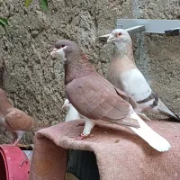 کبوتر