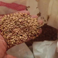 بذر شلتوک