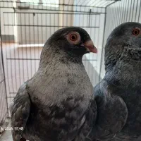 کبوتر موشی مصری کلدم کله ماستی ماهرو