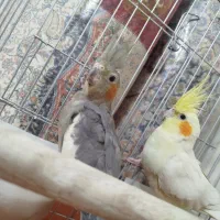 عروس هلندی
