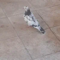 ۳دونه کفتر ۸۰۰تومان