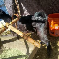 کهره ماده