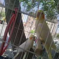 عروس هلندی جفت مولد