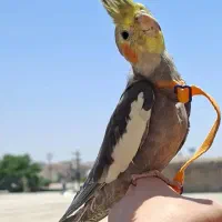 عروس هلندی گم شده
