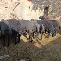 بره نره درجه یک  خوش گوشت قیمت 690هزار تومان
