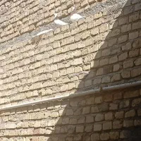 کفتر|پرنده|حمیدیا, |دیوار