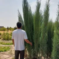 ناز