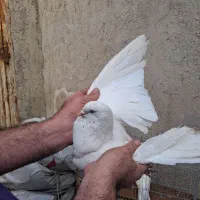 کبوتر یا کفتر