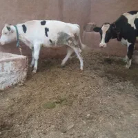 گاو شیری با گوساله نر