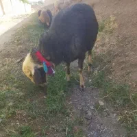 قوچ