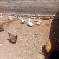 یک جفت اردک